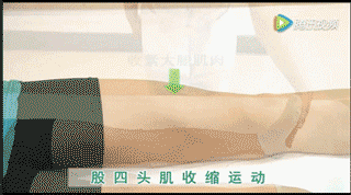 股四头肌收缩
